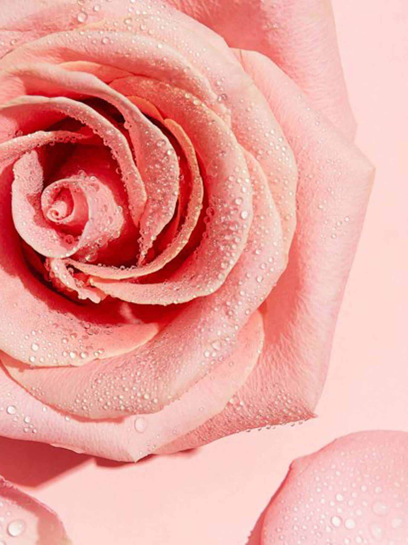 Roze roos